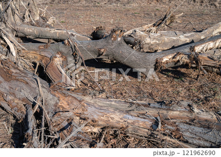 河川敷の樹木伐採 121962690