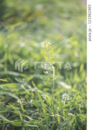 ぺんぺん草 ナズナ ぺんぺん草 ナズナ 121962865