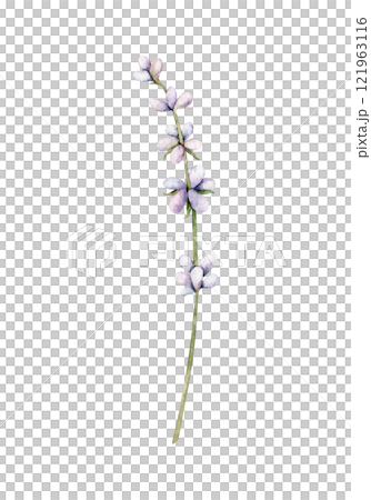 Watercolor Lavender flower. Hand drawn botanical illustration of lavender branch for wedding invitation, logo, cards, packaging and labeling. 121963116
