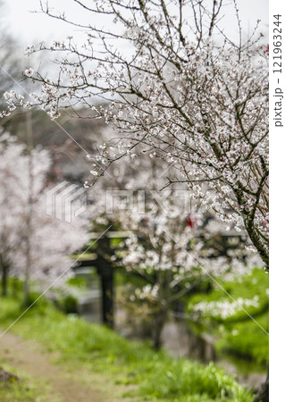 忍野村 121963244