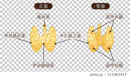 甲状腺、副甲状腺のイラスト 121963437