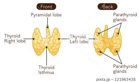Thyroid Gland , Parathyroid glands illustration 121963438
