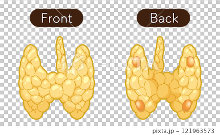 Thyroid Gland , Parathyroid glands illustration 121963573
