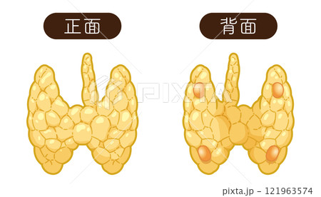 甲状腺、副甲状腺のイラスト 121963574