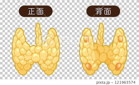 甲状腺、副甲状腺のイラスト 121963574