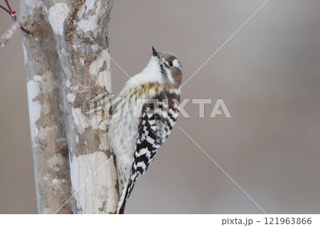 コゲラが枝に止まっている コゲラが枝に止まっている 121963866