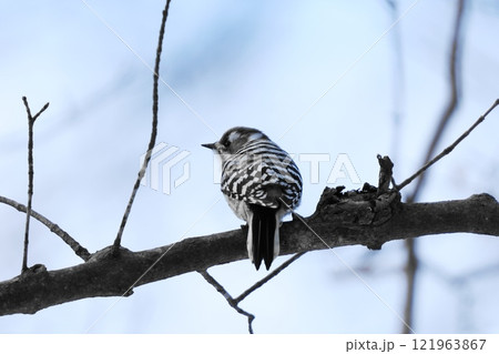 木の枝に止まるコゲラ 木の枝に止まるコゲラ 121963867