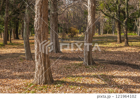 冬の大阪城公園樹林 121964102