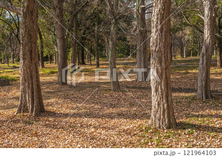 冬の大阪城公園樹林 冬の大阪城公園樹林 121964103