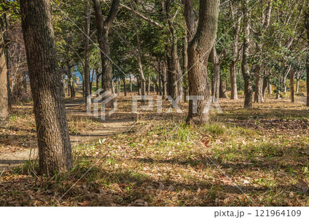 冬の大阪城公園樹林 冬の大阪城公園樹林 121964109