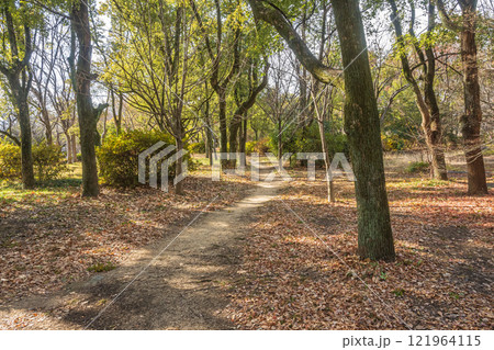 冬の大阪城公園樹林 冬の大阪城公園樹林 121964115