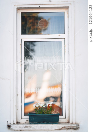 white flowers in a pot on the window. fresh flowers on the windowsill 121964122