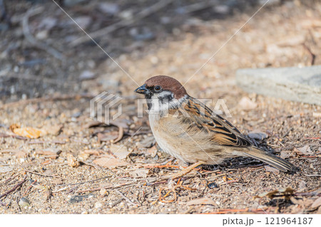 枯れ葉の上を歩き回るスズメ 121964187