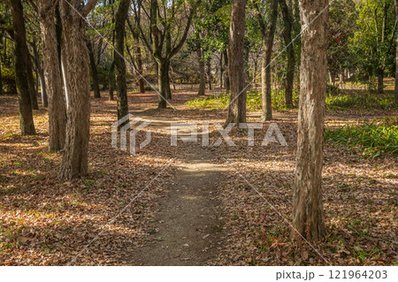 冬の大阪城公園樹林 冬の大阪城公園樹林 121964203