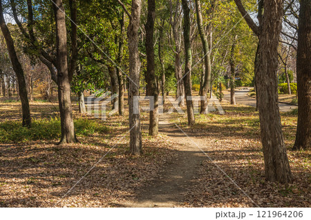 冬の大阪城公園樹林 冬の大阪城公園樹林 121964206
