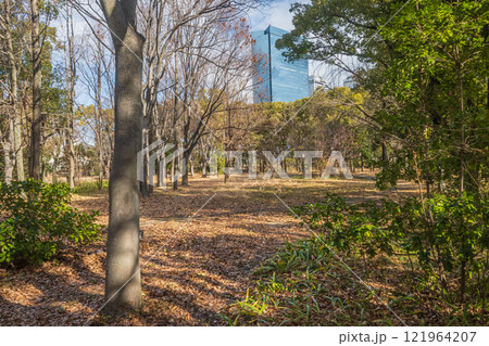 冬の大阪城公園樹林 冬の大阪城公園樹林 121964207