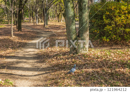 冬の大阪城公園樹林 冬の大阪城公園樹林 121964212