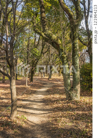 冬の大阪城公園樹林 121964213