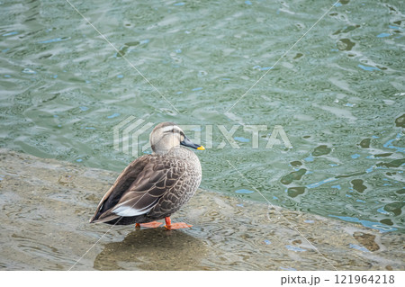 土佐堀川のカルガモ　大阪市 121964218