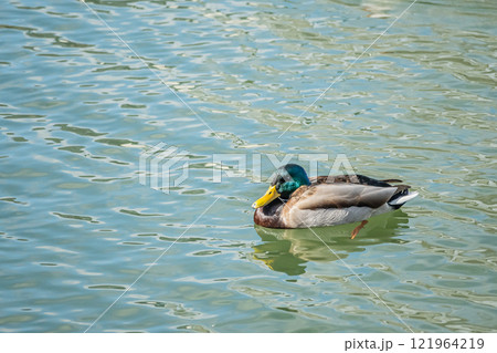 川を泳ぐマガモ(オス) 大阪市土佐堀川 中之島公園 川を泳ぐマガモ(オス) 大阪市土佐堀川 中之島公園 121964219