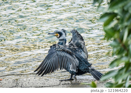 水辺で羽を広げるカワウ 大阪市土佐堀川 中之島公園 水辺で羽を広げるカワウ 大阪市土佐堀川 中之島公園 121964220