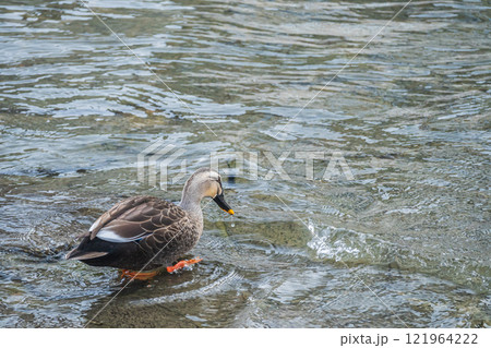 カルガモ　大阪市土佐堀川　中之島公園 121964222