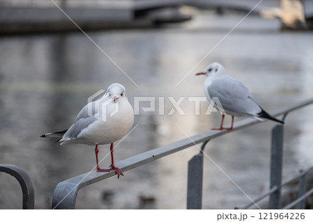 ユリカモメ　大阪市土佐堀川　中之島公園 121964226