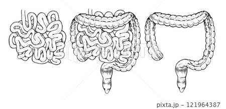 Vector illustration of the human digestive system, showing large and small intestines separately. Hand drawn, black and white design ideal for medical, educational or biological purposes 121964387