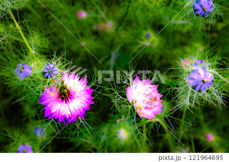 花と花の並んでいるリズム感 花と花の並んでいるリズム感 121964695