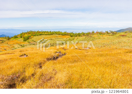 秋の立山黒部アルペンルート　紅葉の弥陀ヶ原 121964801