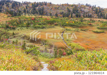 秋の立山黒部アルペンルート　紅葉の弥陀ヶ原 121964814