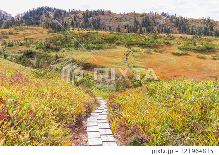秋の立山黒部アルペンルート 紅葉の弥陀ヶ原 秋の立山黒部アルペンルート 紅葉の弥陀ヶ原 121964815