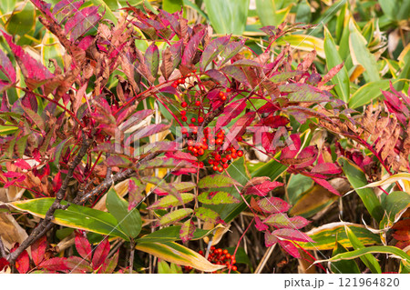 秋の立山黒部アルペンルート　紅葉の弥陀ヶ原　ナナカマドの実 121964820