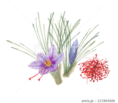 水彩で描いたサフラン 121964886