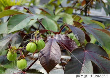 Bellyache bush young fruits on branch and leaves. 121965342