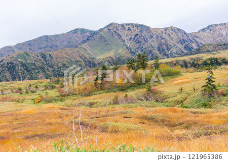秋の立山黒部アルペンルート　紅葉の弥陀ヶ原 121965386