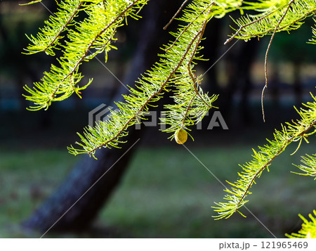 秋の陽に輝くラクウショウの美しい葉 121965469