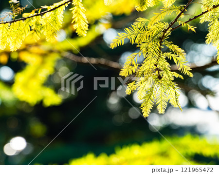 秋の陽に輝くラクウショウの美しい葉 秋の陽に輝くラクウショウの美しい葉 121965472