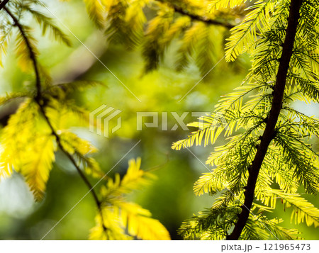 秋の陽に輝くラクウショウの美しい葉 121965473