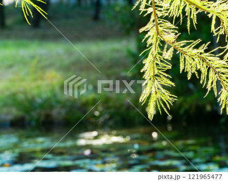 秋の陽に輝くラクウショウの美しい葉 121965477