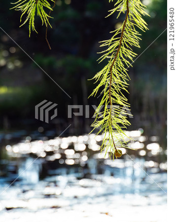 秋の陽に輝くラクウショウの美しい葉 121965480