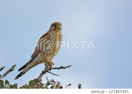 Common Kestrel (Falco tinnunculus), Greece 121965483