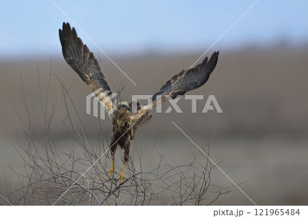 Marsh Harrier (Circus aeroginosus), Greece 121965484