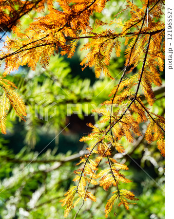 秋の陽に輝くラクウショウの美しい紅葉 121965527