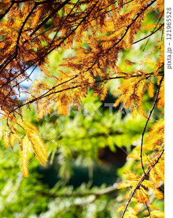 秋の陽に輝くラクウショウの美しい紅葉 秋の陽に輝くラクウショウの美しい紅葉 121965528