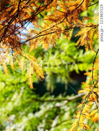 秋の陽に輝くラクウショウの美しい紅葉 秋の陽に輝くラクウショウの美しい紅葉 121965529