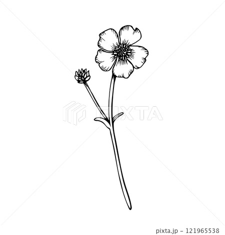 A small branch of wild flower buttercup. Vector hand drawn illustration in outline style. Botanical contour drawing. Sketch in black line on white isolated background. For clip art cards package 121965538