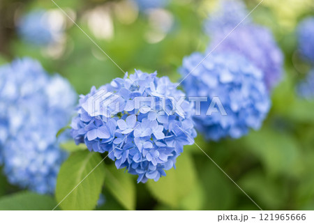 青い紫陽花 青い紫陽花 121965666