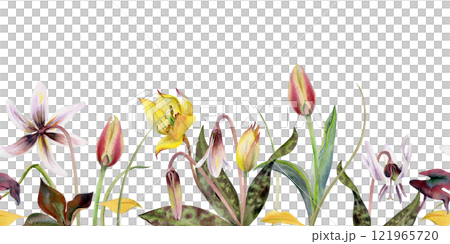 Spring bulb flowers, erythronium fawn trout lily, yellow and red tulip crocus saffron, grass blades hand drawn in watercolor. Seamless banner isolated illustration. Wedding, florist shop, stationery 121965720