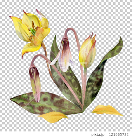 Spring flower, yellow tulip, white erythronium fawn trout lily with spotted green leaves, isolated botanical illustration hand drawn in watercolor. Composition for wedding, florist shop, stationery. 121965722